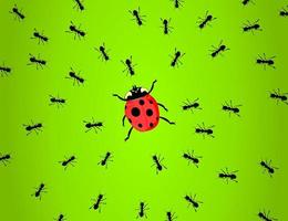 Ameisen jagen einen Marienkäfer. eine vektorabbildung vektor