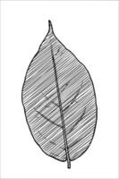svart och vit av blad växt bakgrund vektor