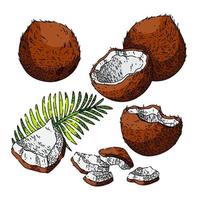 kokos kokospalm mjölk frukt uppsättning skiss hand dragen vektor
