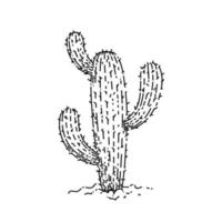 kaktus växt skiss hand dragen vektor