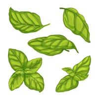 basilika blad grön ört uppsättning tecknad serie vektor illustration