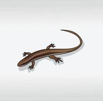 brauner Skink, auf weißem Hintergrund vektor