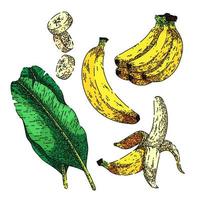 banan frukt uppsättning skiss hand dragen vektor