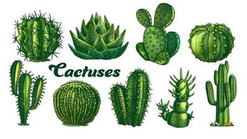 Färg öken- växter kaktus uppsättning årgång vektor