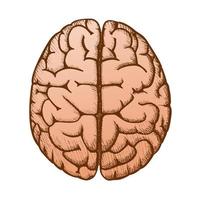 huvud organ mänsklig hjärna topp se årgång Färg vektor