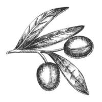 jordbruks Artikel oliv gren årgång vektor