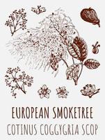 vektor ritningar av europeisk rökträd. hand dragen illustration. latin namn cotinus coggygria scop.