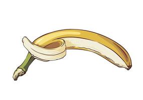 mogen aptitlig öppen banan isolerat på vit bakgrund, hand dragen vektor illustration