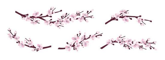 Kirschblüte. eine Reihe von Zweigen mit Kirschblüten isoliert auf weißem Hintergrund. japanische Sakura. Vektor-Illustration vektor