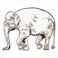 vektorillustration des gravierens von elefanten auf weißem hintergrund vektor