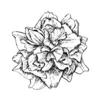 hand dragen linje konst reste sig blomma illustration isolerat på vit bakgrund vektor