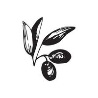 oliver gren och frukt för italiensk kök design eller extra jungfrulig olja mat eller kosmetisk produkt förpackning omslag. hand dragen illustration i vektor. vektor