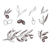 oliver uppsättning med oliv grenar och frukt för italiensk kök design vektor