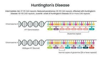 huntingtons sjukdom htt upprepa allel vektor illustration diagram