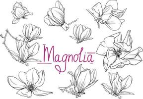 hand dragen svartvit magnolia blommor och grenar. magnolia översikt, svart och vit vektor illustration av magnolia blommor och grenar