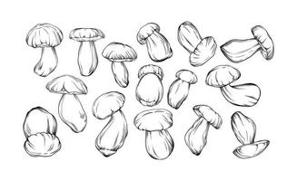 vektor uppsättning av svartvit porcini svamp dragen med svart översikt. enda svamp är visad i närbild. botanisk illustration