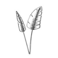 tropische exotische buschblätter handgezeichneter vektor