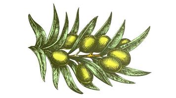 Farbe organischer natürlicher Olivenzweig handgezeichneter Vektor