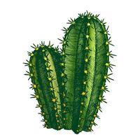 Färg cereus hildmannianus kaktus hand dragen vektor