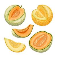 melon cantaloupmelon frukt uppsättning tecknad serie vektor illustration