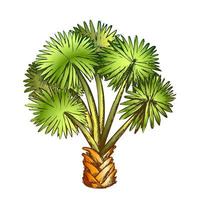 handflatan blad träd texas palmetto Färg vektor