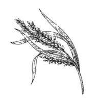 ris växt skiss hand dragen vektor