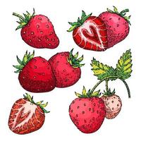 Erdbeer-Obst-Set Skizze handgezeichneter Vektor