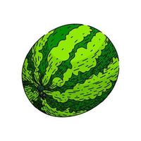 vattenmelon grön skiss hand dragen vektor