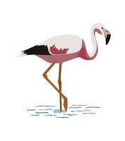 Flamingo auf weißem Hintergrund. hellrosa Farben. vektor