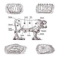 Reihe von Handzeichnungen zum Thema Fleisch. vektor