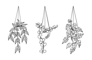 Reihe von Doodle hängenden Zimmerpflanzen in Töpfen isoliert auf weißem Hintergrund. handgezeichnete Vektorillustration von Zimmerpflanzen für Etiketten, Verpackungen und anderes botanisches Design.