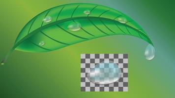 färsk grön blad av te, växt med droppar av vatten i 3d realistisk stil isolerat på grön bakgrund. släppa av dagg. vektor