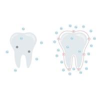 vektor illustration. de effekt av kalcium och fluorid på tänder.