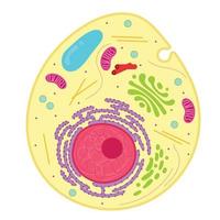 Eine tierische Zelle ist eine Art eukaryontische Zelle. vektor