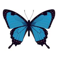 blauer Morpho-Schmetterling - schöne Insektenvektorillustration vektor