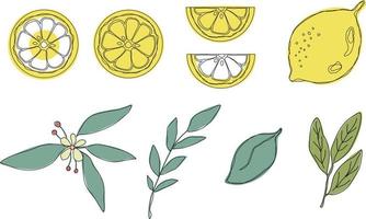 färsk citron- frukt med grön löv. uppsättning. hela citron- skära i halv, citron- skiva, klippning väg isolerat på vit bakgrund. gul. citrus. klotter minimal stil. svart linje. vektor illustration.