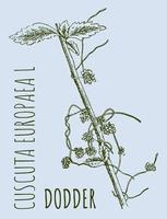 vektor ritningar av dodder. hand dragen illustration. latin namn cuscuta europaea l.