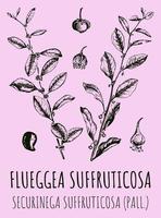 Vektorzeichnungen von Flueggea suffruticosa. handgezeichnete Abbildung. lateinischer Name securinega suffruticosa. vektor