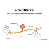 sensorische neuronendiagramm biologie bildungsvektorillustration vektor