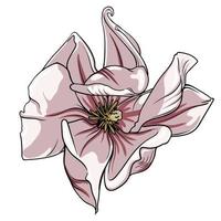 magnolia blomma på vit bakgrund, lotus blomma på vit bakgrund, vektor illustration