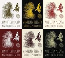 reihe von vektorzeichnungen ahnfeltia in verschiedenen farben. handgezeichnete Abbildung. lateinischer Name ahnfeltia plicata hud. vektor