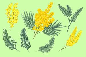 Silberwattle oder Mimose mit doppelt gefiederten Blättern und gelben racemosen Blütenständen Vektorset vektor