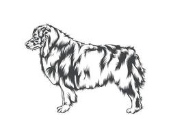 Australian Shepherd Dog Gesicht Schwarz-Weiß-Vektor vektor