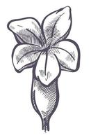 Blume mit Blättern und Blütenblättern, monochrome Skizze vektor