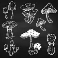 uppsättning av giftig svamp. flyga agaric. vit paddsvamp. svamp familj. skiss. grafik. hand dragen vektor illustration. farlig svamp på en vit bakgrund.