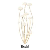 Enoki. Pilz. isoliert auf weißem Hintergrund. Wald. für Ihre Gestaltung. vektor
