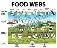 Bildungsplakat der Biologie für Nahrungsnetze Diagramm vektor