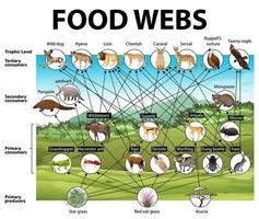 utbildning affisch av biologi för mat nät diagram vektor