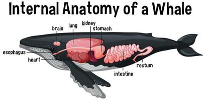 innere Anatomie eines Wals mit Etikett vektor