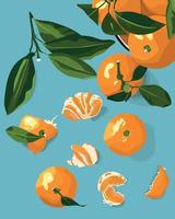 färsk mandariner eller mandariner med grön löv. citrus- frukt. orange citrus- och grön löv, skalad frukt och skivor. vektor illustration. mat bakgrund. frukt för social nätverk, vykort.